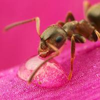 Black Ant - Lasius niger 2 